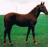 Andys, mor Alette Hulsgrd FR 8055