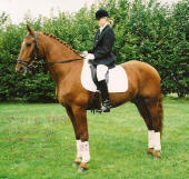 Bastian til opvisning i Frederiksvrk med rytter Camilla barnebarn, mor Alette Hulsgrd FR 8055.