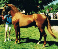 Atom p Roskilde dyrskue 1997 med ny ejer, mor Hulsgrdens Britta