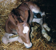 Benedikte lige fdt her den 14-05-1995, mor Sussi LU