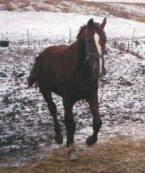 Danny en stor og dejlig hingst sener vallak