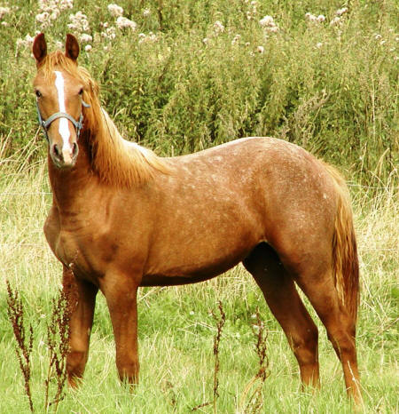 Mor og mors far USA Appaloosa