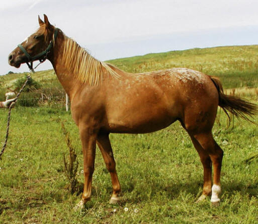 Mor og mors far USA Appaloosa.